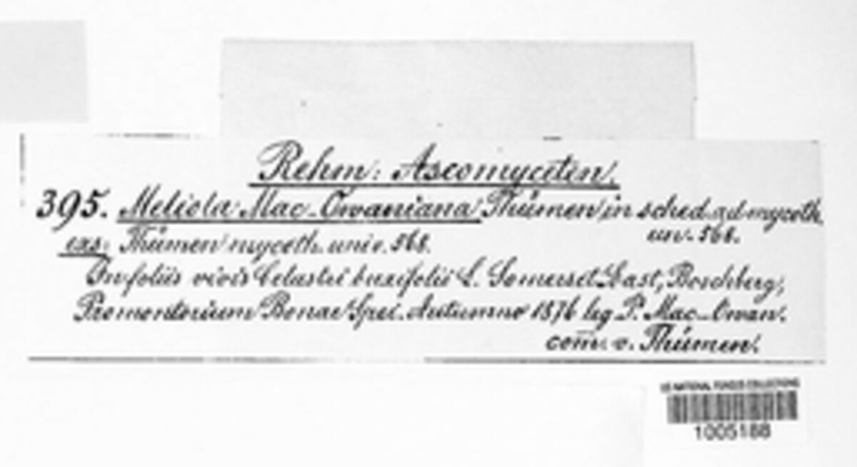 Parenglerula image